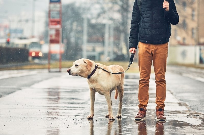 7 tips for walking dogs in rain