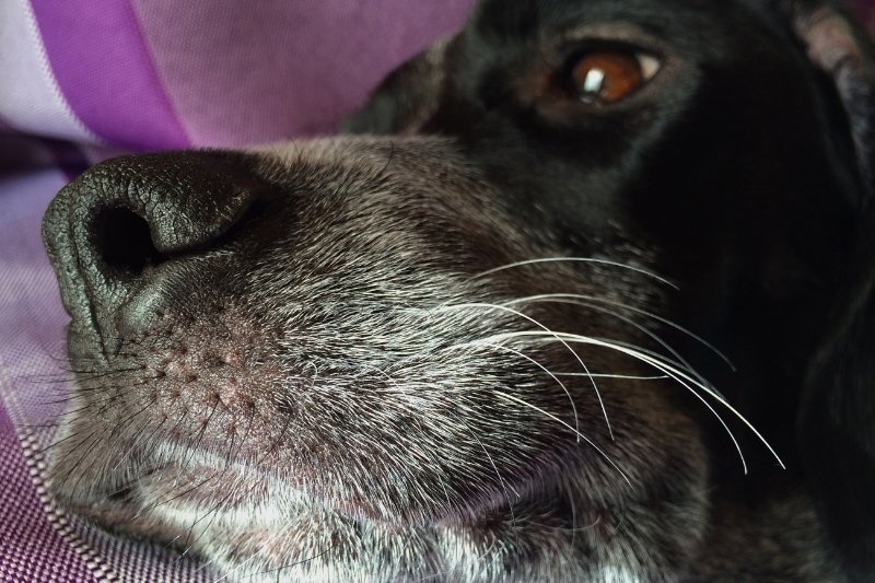 why do dogs have whiskers
