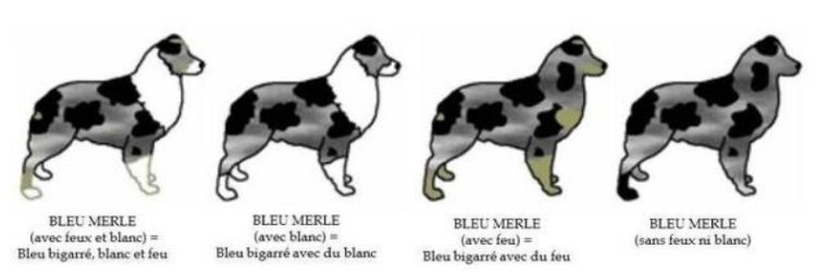 berger australien bleu merle