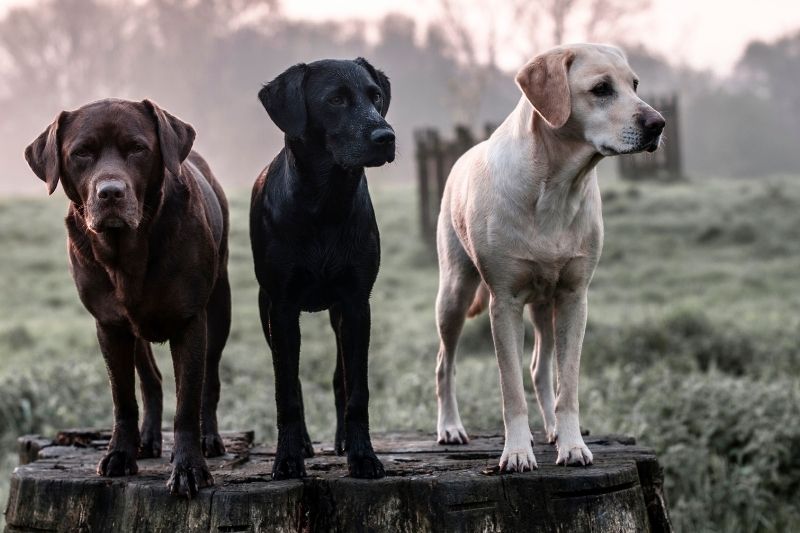 What are the different colours of Labrador Retrievers?