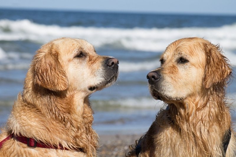 golden retriever colores