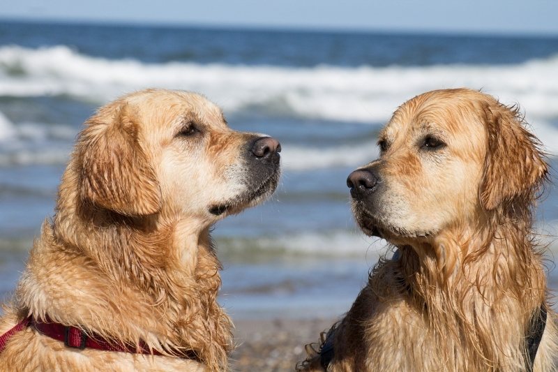 What are the different colours of Golden Retrievers?