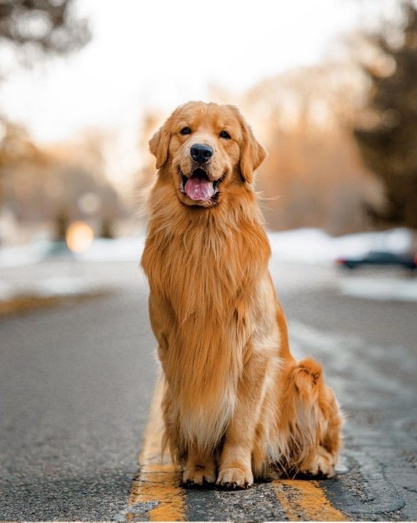 golden retriever dorado