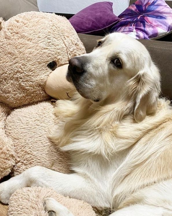 golden retriever doré clair