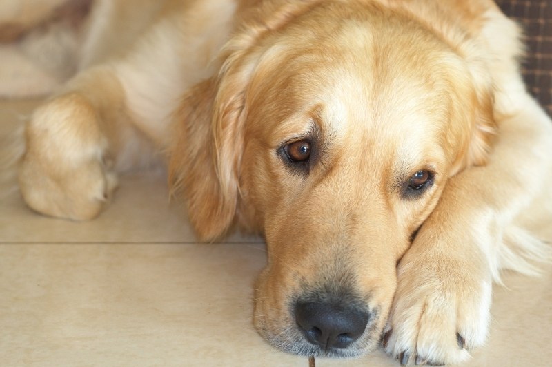 golden retriever piso
