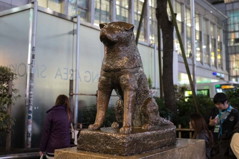 hachiko chien celebre