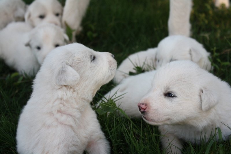 How to choose a puppy from a litter?