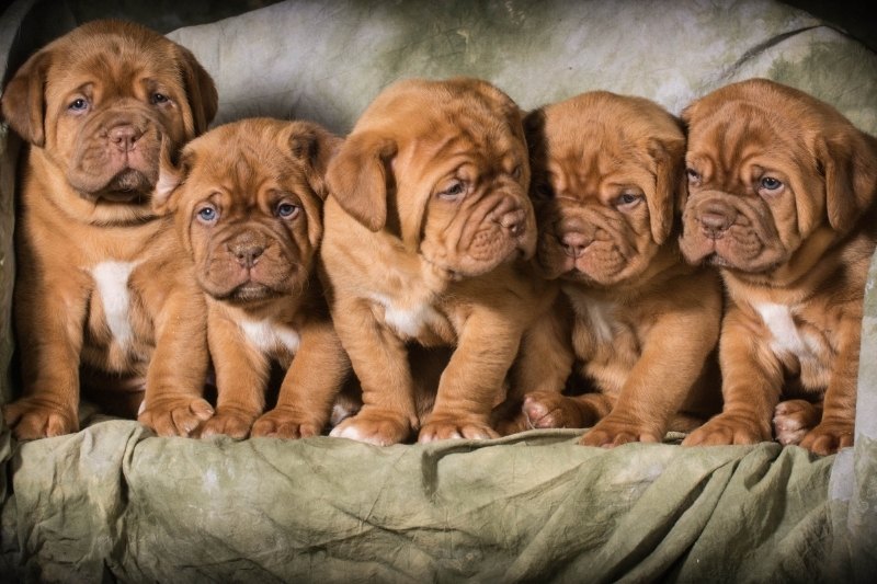 how to pick a puppy from a litter