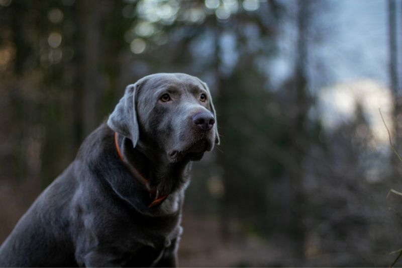 labrador argenté