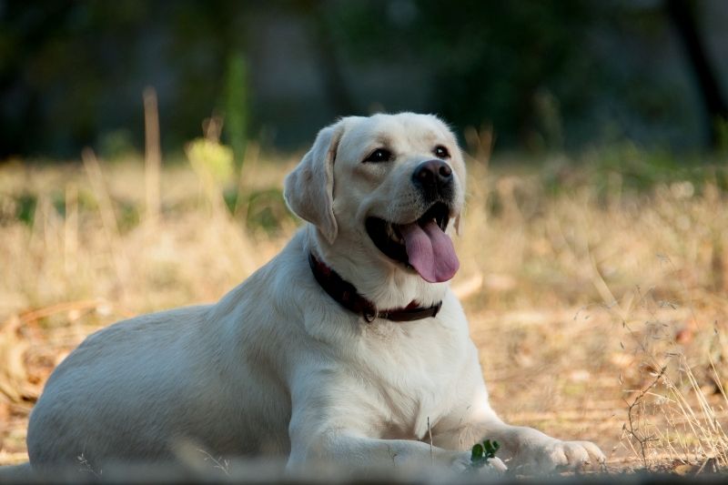 labrador blanc couleur