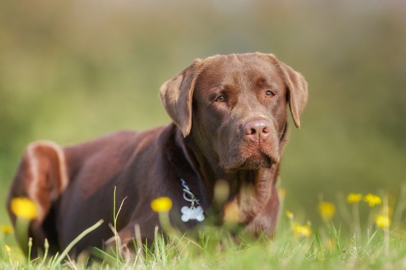 labrador chocolat