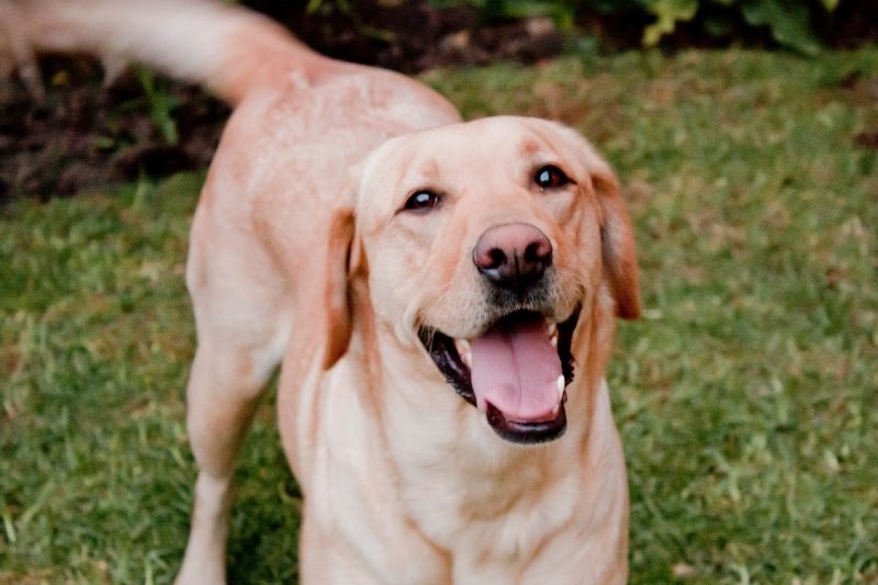 labrador jaune sur gazon