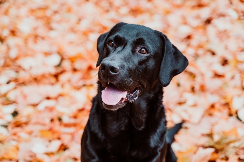 labrador retriever noir