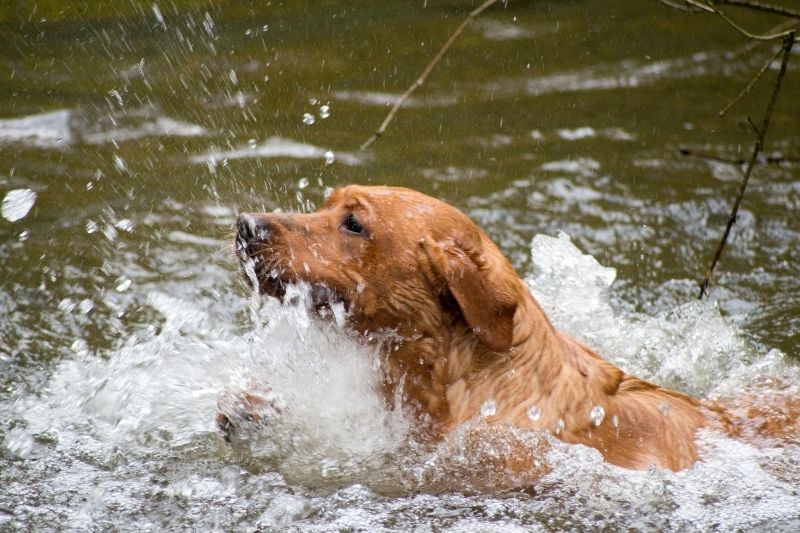 labrador rouge couleur