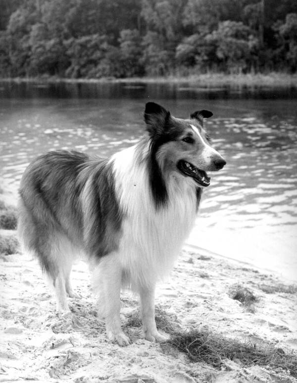 lassie chien