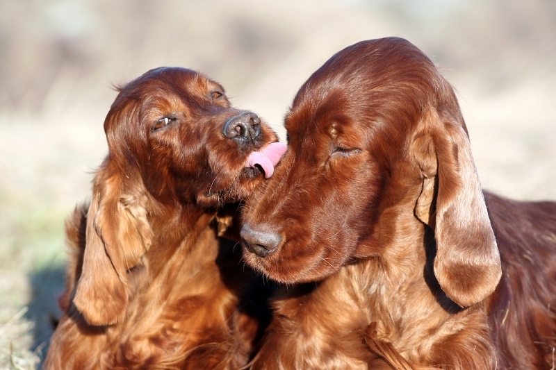 Les chiens peuvent-ils tomber amoureux ?