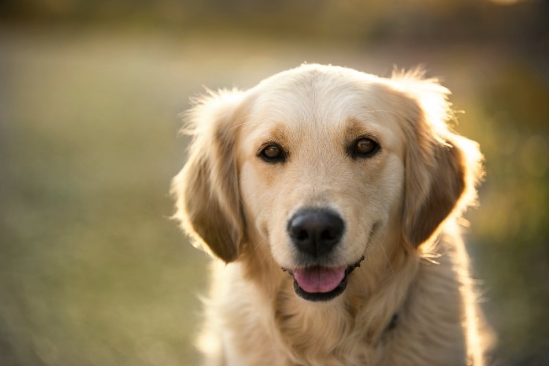 nom golden retriever