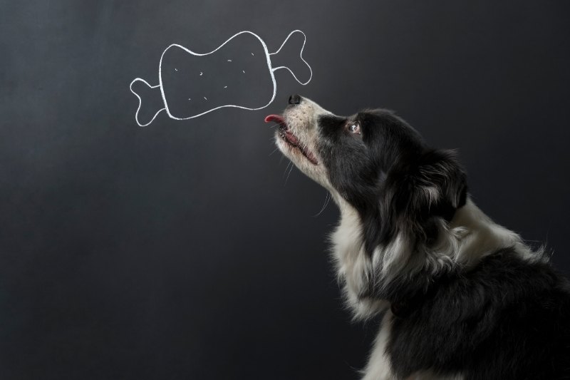 perro carnivoro u omnivoro