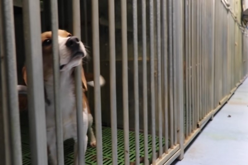 Cruelty Free International dénonce l'extrême maltraitance des animaux dans un laboratoire à