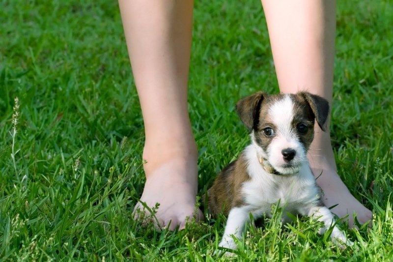 why do dogs lay on your feet