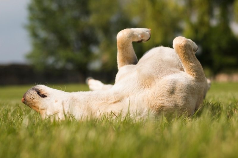 Why do dogs roll in poop?