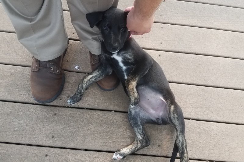 why do dogs lay on your feet