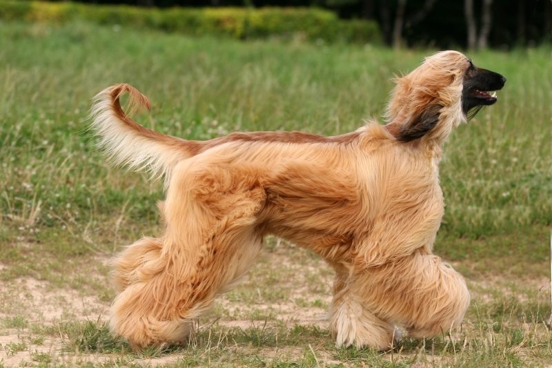 afghan hound hair loss