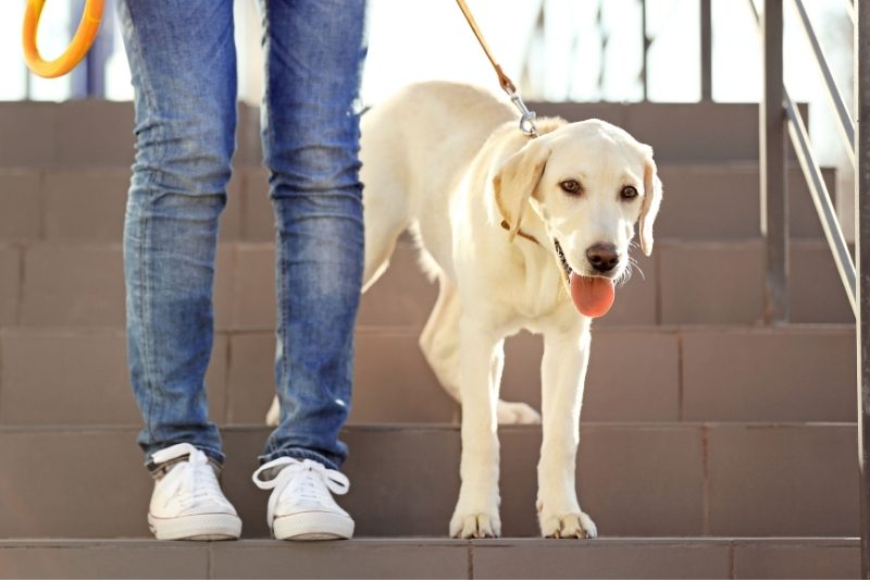 avantages chien santé