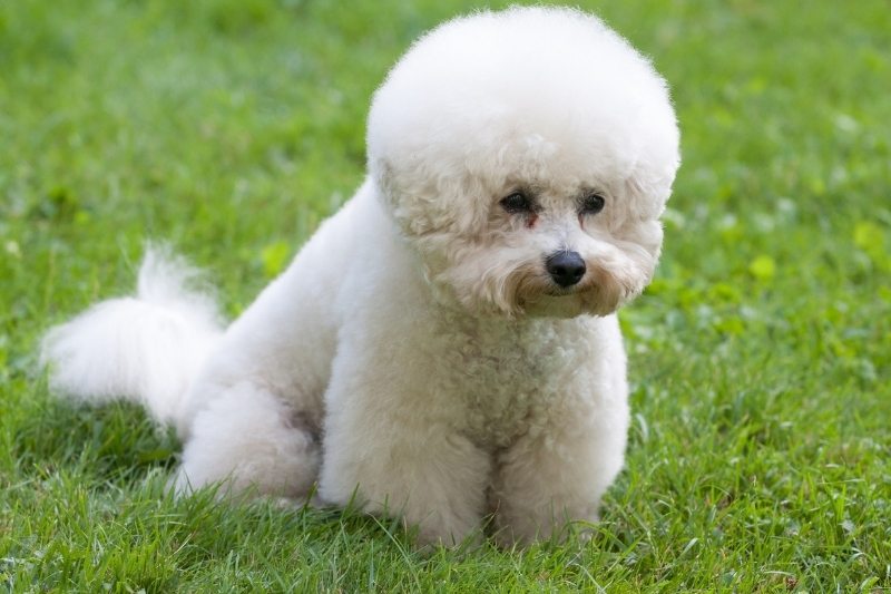 bichon frise hair