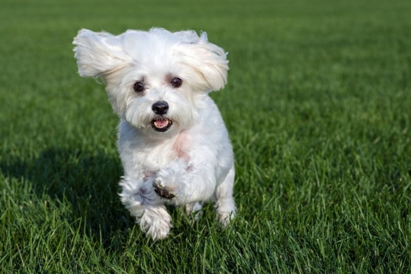 bichon maltais poils allergies