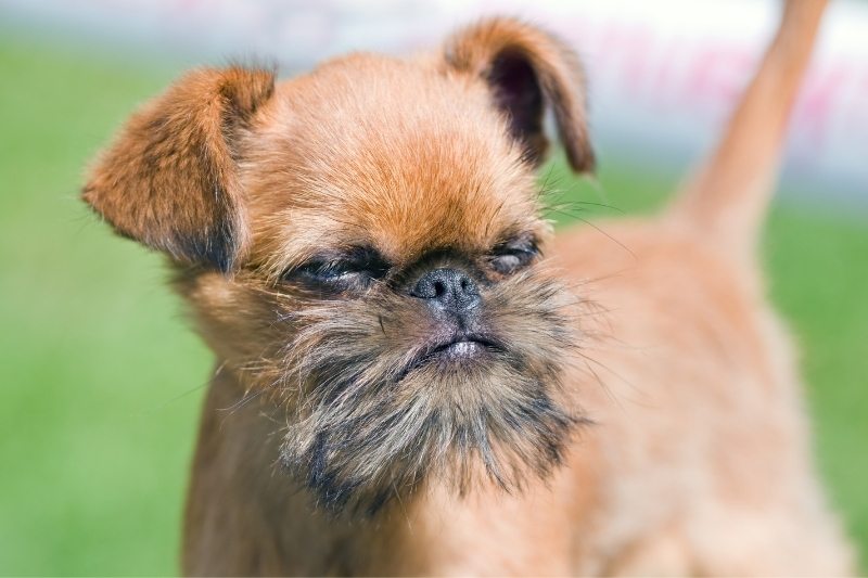 brussel griffon dont shed
