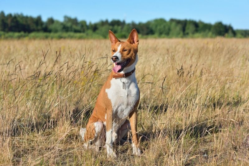 chien moyen hypoallergenique