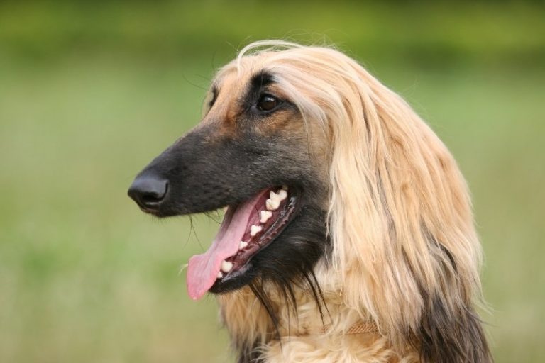 10 races de chiens qui n