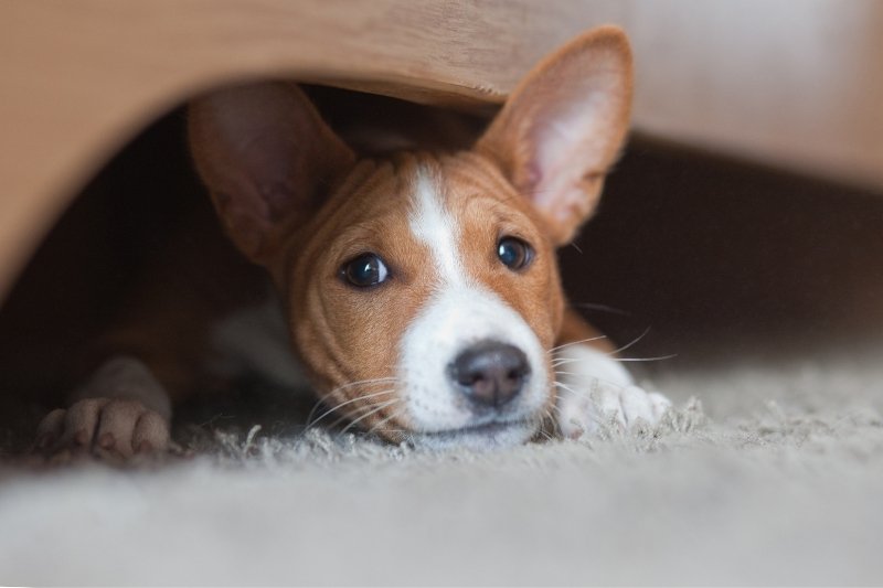 chien qui n'aboie pas