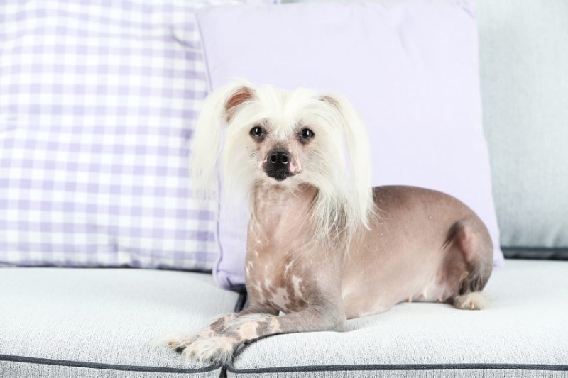 chinese crested dog hair