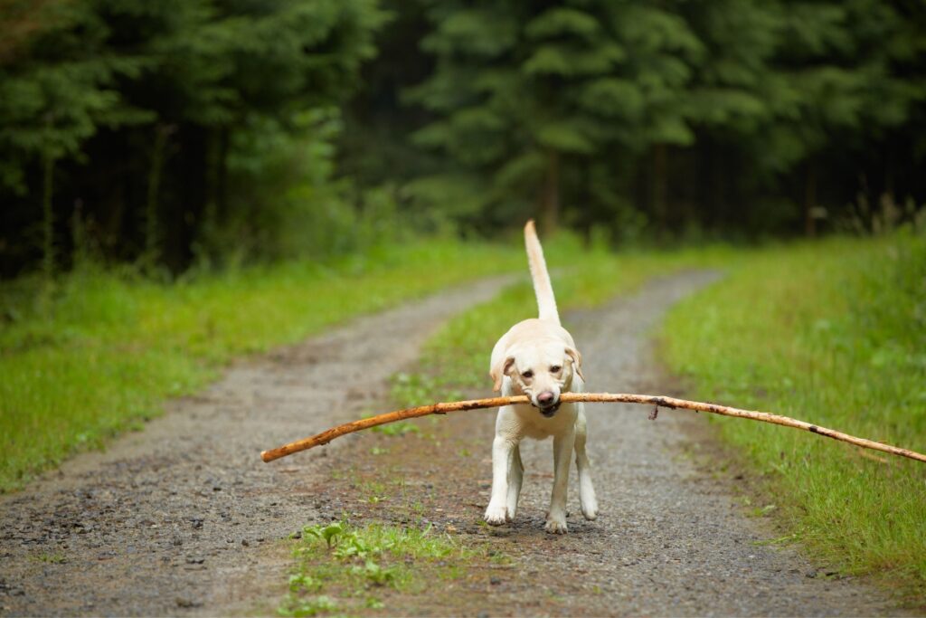 dog command drop it