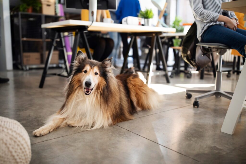 dog down command