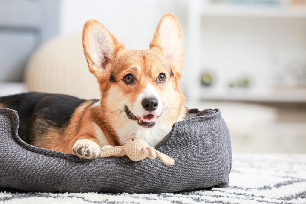 dog in bed command