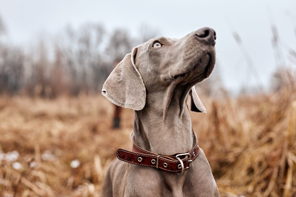 dog no command weimaraner