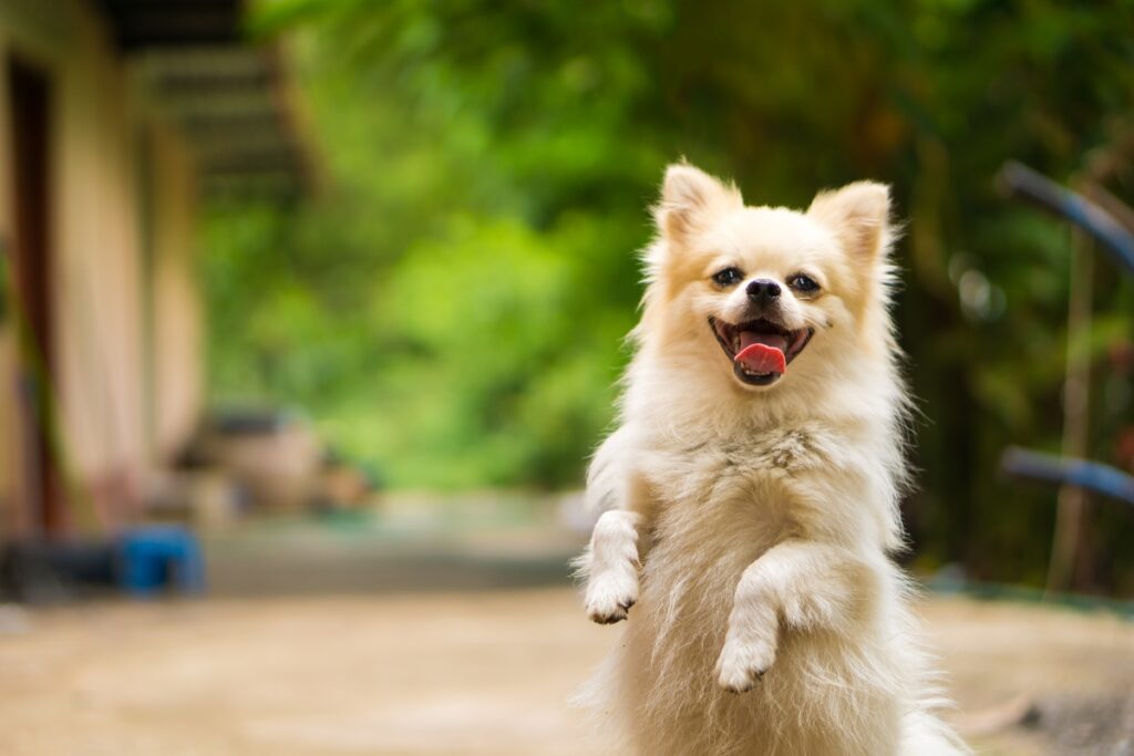 dog standing command