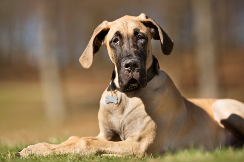 dogue allemand sur gazon