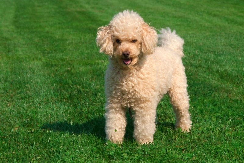 poodle hypoallergenic