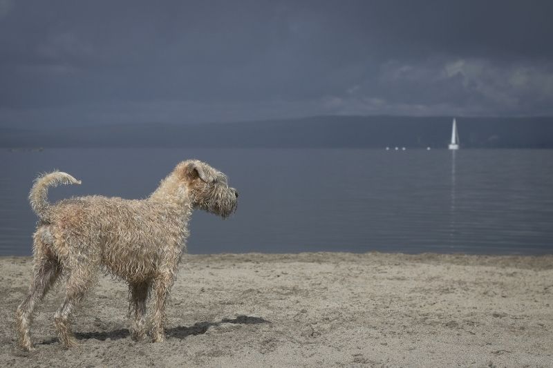 race de chien hypoallergène