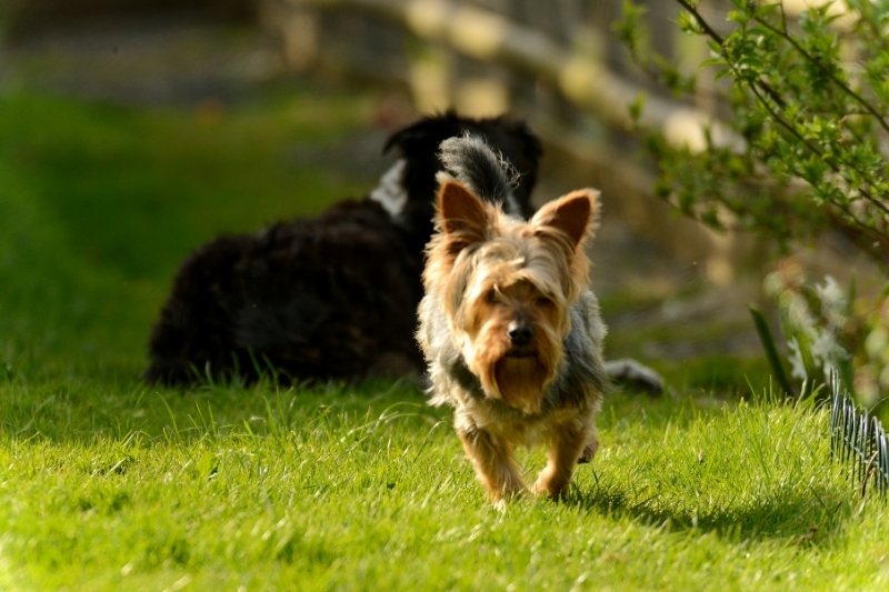 races de chiens hypoallergènes