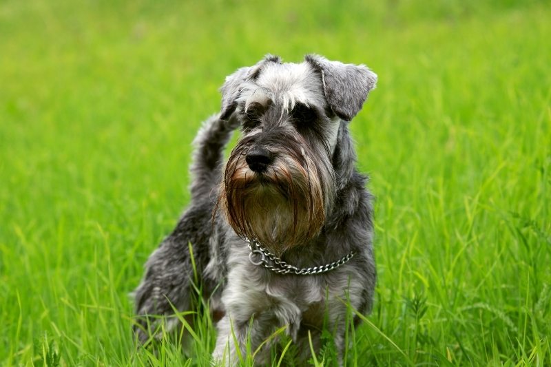 schnauzer dont shed