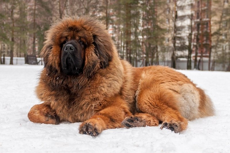 tibetan mastiff evolution of dogs