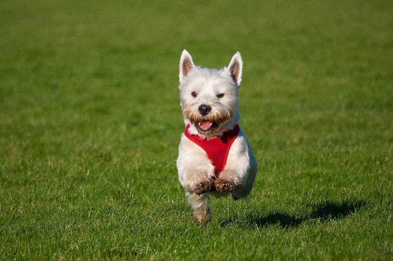 west highland terrier chien laineux