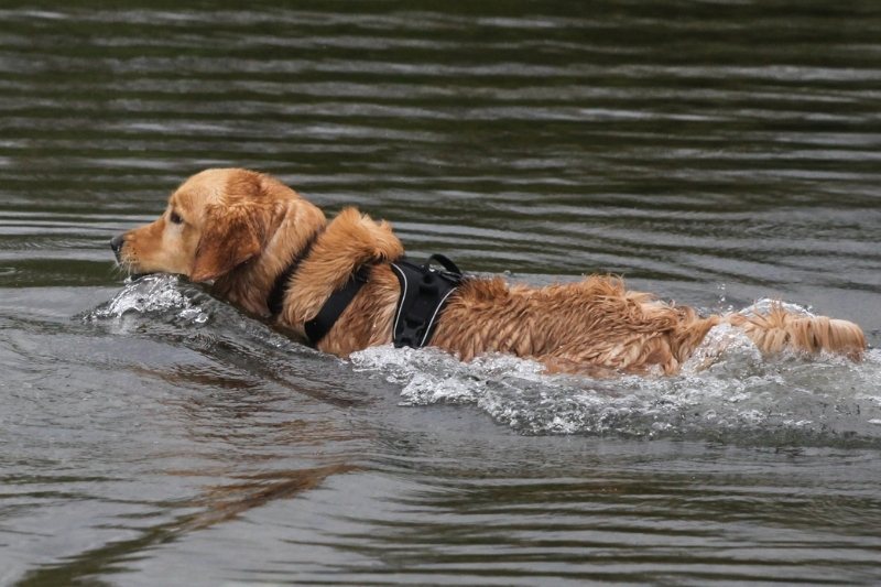 what were golden retrievers bred for