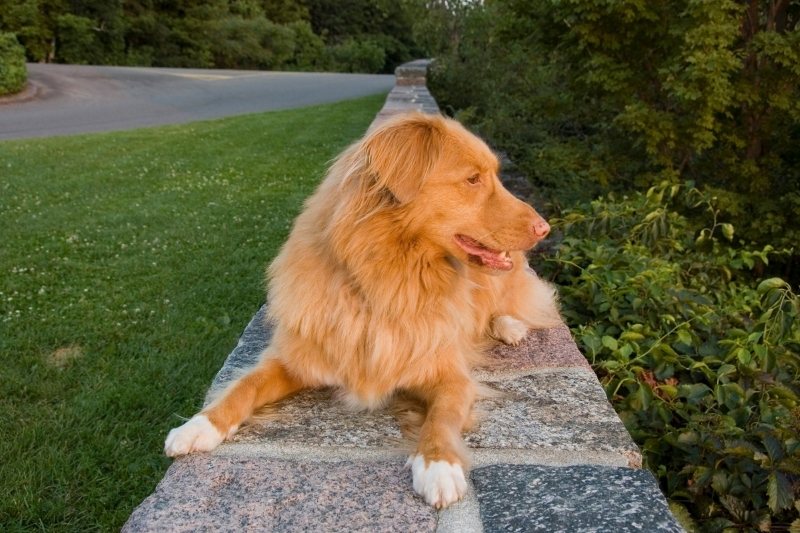 Nova Scotia Duck Tolling Retriever