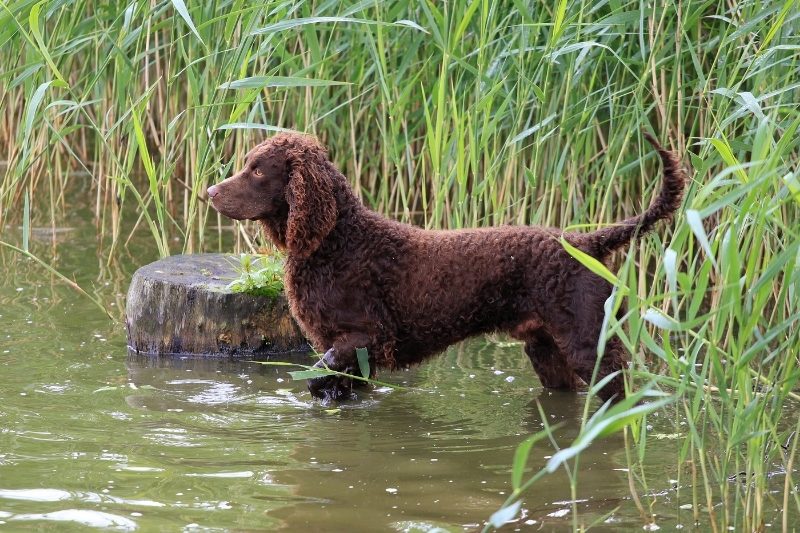 american water spaniel water dog